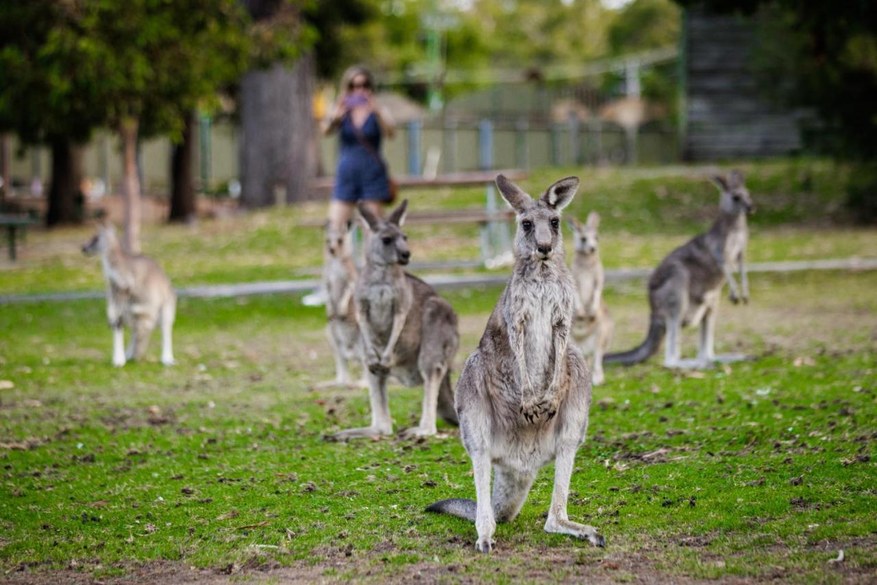 Yha Grampians Eco, Halls Gap Εξωτερικό φωτογραφία