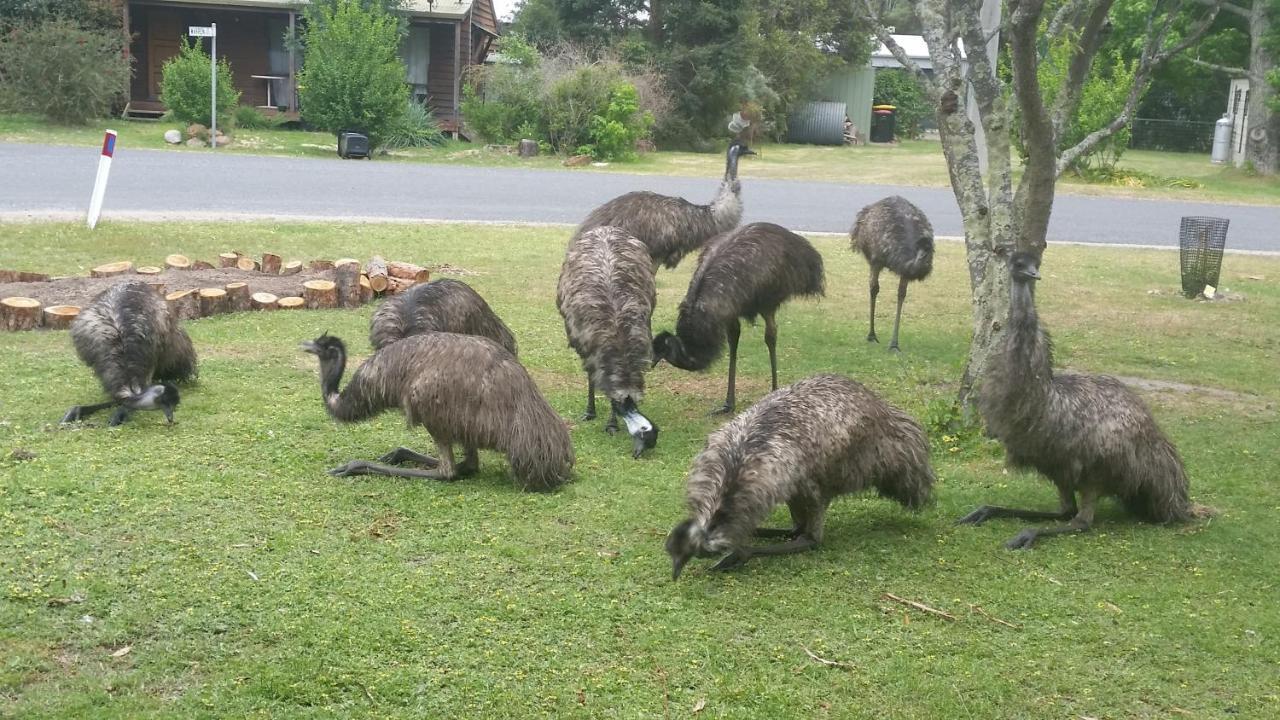Yha Grampians Eco, Halls Gap Εξωτερικό φωτογραφία